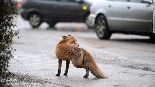 Unas gallinas matan a picotazos a un zorro que se coló en su corral.