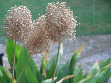 Echar flores… Echar flores…