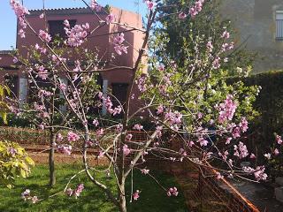 EL PARAGUAYO, OTRO ÁRBOL FRUTAL QUE INICIA SU CICLO.
