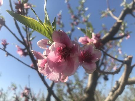 Aitona en flor, una escapada familiar