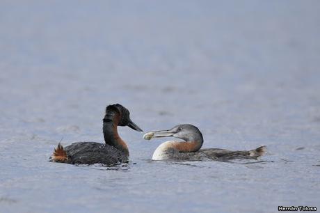 Zambullidores alimentando pichones