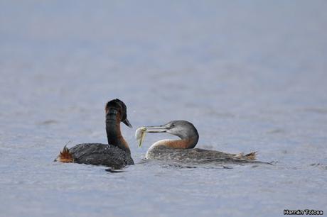 Zambullidores alimentando pichones