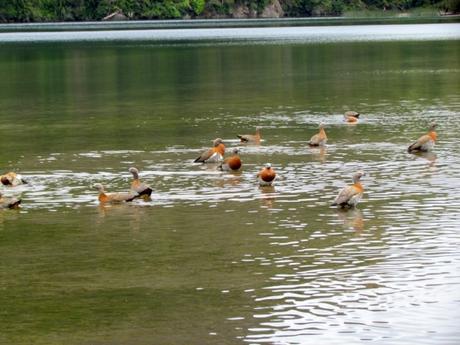 Sendero de los siete lagos. Neuquén. Argentina