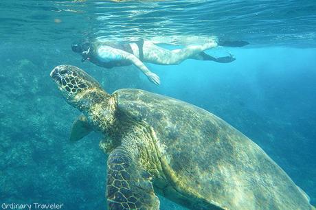 ▷ Principales destinos de Maui: dónde ir y alojarse en Maui travel-maui-hawaii-accommodations ▷ Principales destinos de Maui: dónde ir y alojarse en Maui