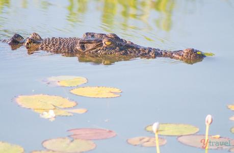 Kakadu-National-Park-22 ▷ Comenta sobre 45 cosas que debes saber sobre Australia antes de viajar por Adv. Santosh Reddy