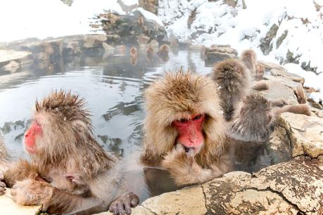 ▷ ¿Cómo es viajar en Japón? Japanese-snow-monkeys.jpg.optimal ▷ ¿Cómo es viajar en Japón?