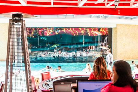 Golden-Nugget-Pool ▷ Semana 15: Viva Las Vegas Baby!