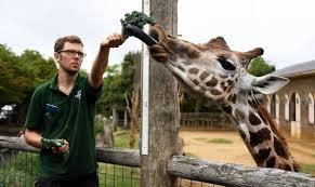 Jirafas, extinción en silencio