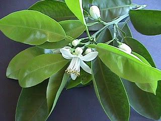 Caricias de primavera