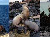 bestias podrán apreciar Galápagos
