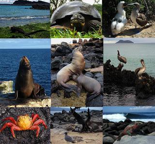 10 de las bestias que podrán apreciar en Galápagos