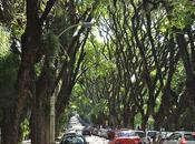 Cuántos árboles rodean, menores nuestros niveles estrés