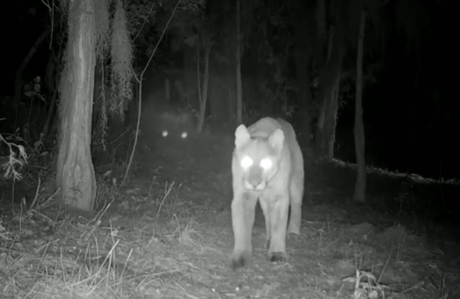 Video: captan puma cazando en alguna sierra de San Luis Potosí