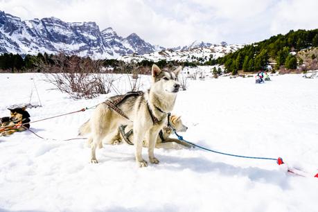 Mushing en los Pirineos: una experiencia maravillosa Mushing en los Pirineos: una experiencia maravillosa