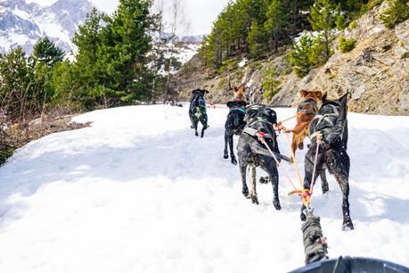 Mushing en los Pirineos: una experiencia maravillosa Mushing en los Pirineos: una experiencia maravillosa