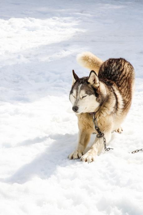 Mushing en los Pirineos: una experiencia maravillosa Mushing en los Pirineos: una experiencia maravillosa