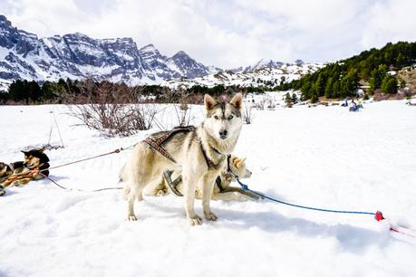 Mushing en los Pirineos: una experiencia maravillosa Mushing en los Pirineos: una experiencia maravillosa