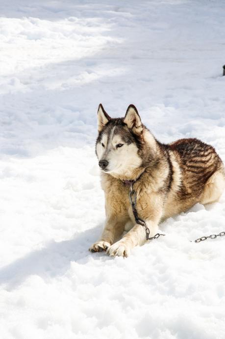 Mushing en los Pirineos: una experiencia maravillosa Mushing en los Pirineos: una experiencia maravillosa