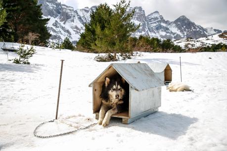 Mushing en los Pirineos: una experiencia maravillosa Mushing en los Pirineos: una experiencia maravillosa