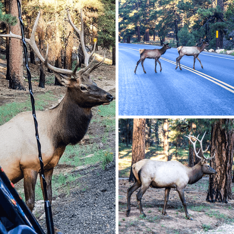 ▷ Comente los mejores consejos para planear un viaje al Gran Cañón con niños haciendo rafting en el río Colorado en el Gran Cañón con Hatch River Expeditions grand-canyon-wildlife-1 ▷ Comente los mejores consejos para planear un viaje al Gran Cañón con niños haciendo rafting en el río Colorado en el Gran Cañón con Hatch River Expeditions
