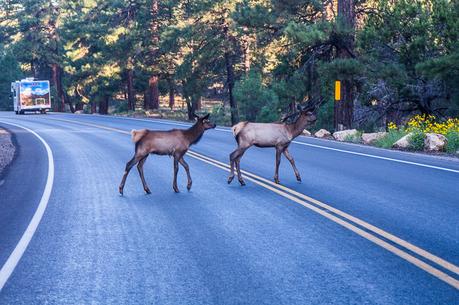 ▷ Comente sobre los mejores consejos para planificar un viaje al Gran Cañón con niños por el Gran Cañón en un día: Jetlag y Mayhem the-grand-canyon-vacation-25 ▷ Comente sobre los mejores consejos para planificar un viaje al Gran Cañón con niños por el Gran Cañón en un día: Jetlag y Mayhem
