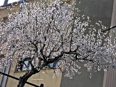 Almendros en flor