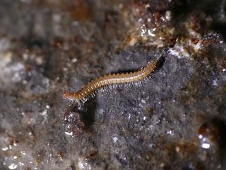 Invertebrado cavernícola jiennense del año 2019 Invertebrado cavernícola jiennense del año 2019