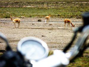 CRIATURAS DEL VIENTO