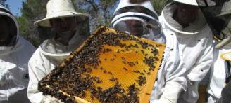 Abeja y apicultores durante un curso.