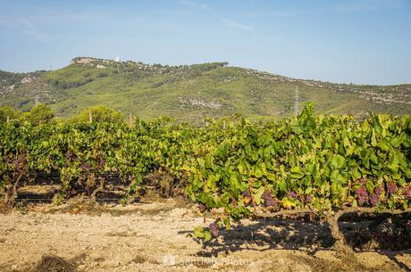 Dominios de Olèrdola