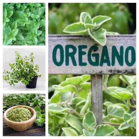 ¿Cómo plantar Orégano? ¿Cómo plantar Orégano?