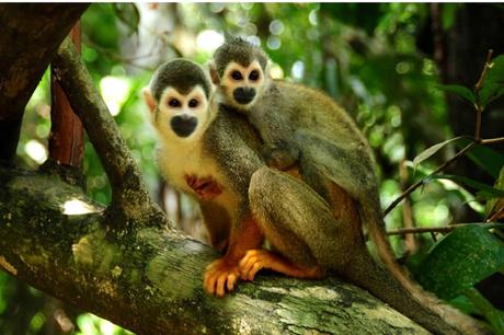 El parque fue incluido en la lista de la UNESCO como patrimonio mixto de la humanidad, lo que representa un compromiso del Estado colombiano por su preservación.