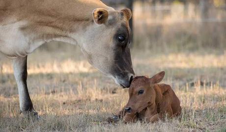 Teresa Ribera: «personalmente prohibiría la caza y la tauromaquia»