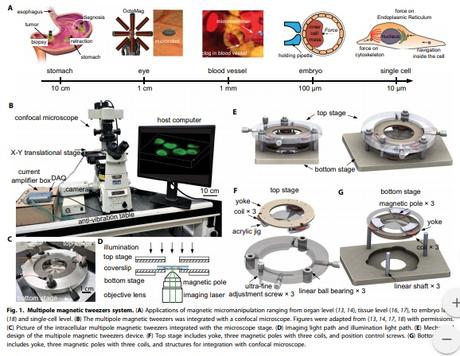 #Nanovedades: manipulación intracelular mediante pinzas magnéticas