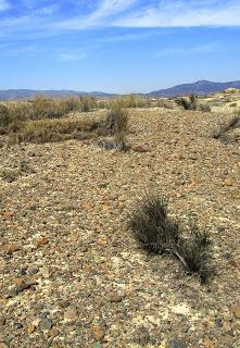 Volcanes de Fortuna. Los Cabecicos Negros y sus rocas encajantes.