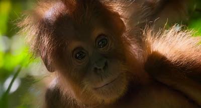 Nuestro Planeta, Serie documental de Netflix, todos los detalles