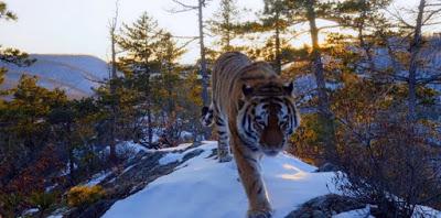 Nuestro Planeta, Serie documental de Netflix, todos los detalles