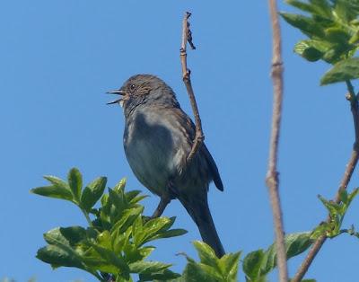 Acentor común, el cantor discreto