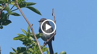 Acentor común, el cantor discreto