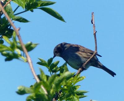 Acentor común, el cantor discreto