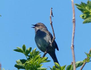 Acentor común, el cantor discreto