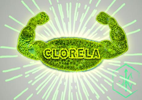 Clorela - súper alga!