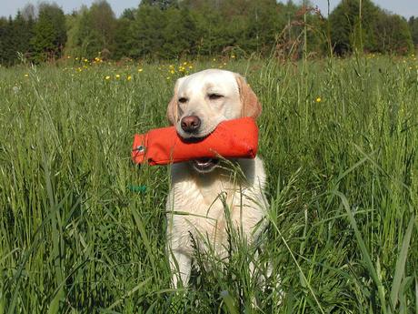 Cómo enseñar a nuestro perro a rastrear objetos