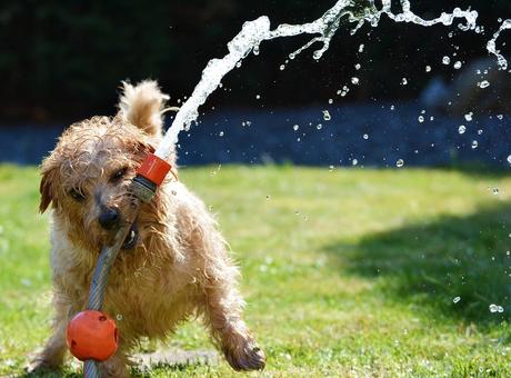 Las 6 mejores maneras de proteger a tu perro de un golpe de calor