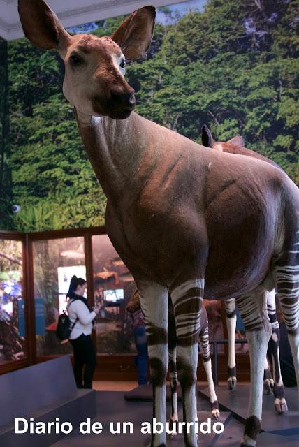 Tervuren. El Museo Real de África Central