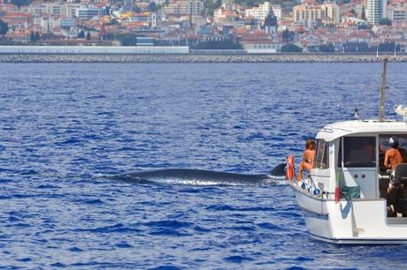 Fotos-de-Madeira-avistamiento-de-ballenas ▷ Qué ver en Madeira, una guía con las islas del eterno Sam.