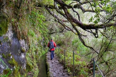 Fotos-de-Madeira-levada-en-el-sendero-do-Caldeirao-Verde ▷ Qué ver en Madeira, una guía con las islas del eterno Sam.