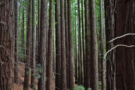 Secuoyas-en-Cabezón-de-la-Sal ▷ Que ver en Cabezón de la Sal