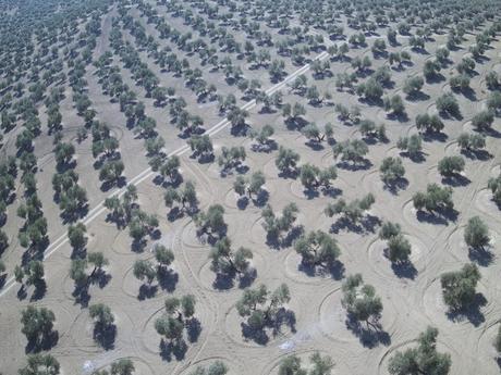 Grupos de investigación de la UJA ofrecen nuevos servicios para el olivar