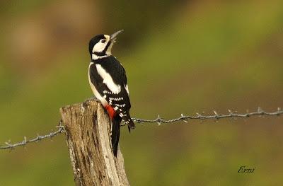 ACTIVIDADES PRIMAVERALES... SI ERES UN AVE